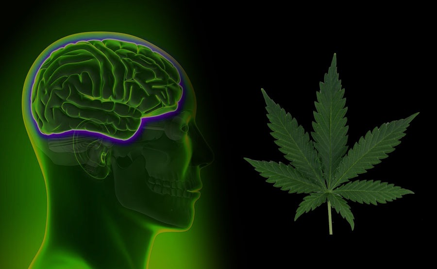 cannabis y neurología