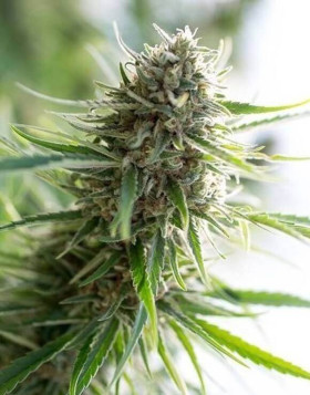 Critical Mass CBD - Los Mejores Precios