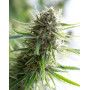 Critical Mass CBD - Los Mejores Precios