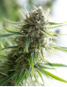 Critical Mass CBD - Los Mejores Precios