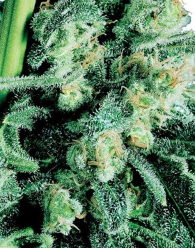 Sensi Skunk Sensi Seeds