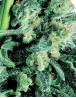 Sensi Skunk Sensi Seeds