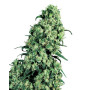 Skunk 1 Sensi Seeds