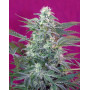 Semillas Big Foot - Venta Online + Info