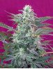 Semillas Big Foot - Venta Online + Info