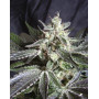 Black Jack Fast Version F1 - Comprar Ahora