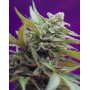 Black Jack - Venta Online + Info