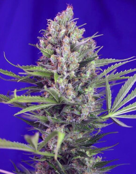 Cream Mandarine Fast Version - Recibelas en 24/48 H