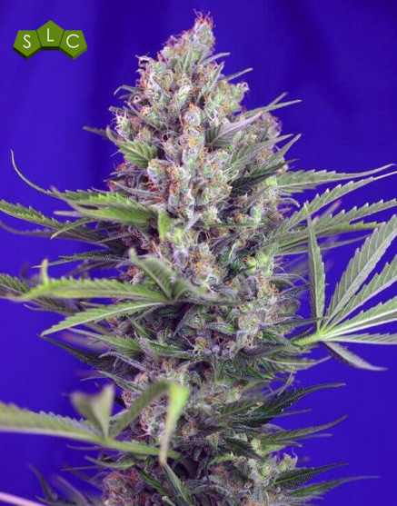 Cream Mandarine Fast Version - Recibelas en 24/48 H