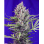 Cream Mandarine Fast Version - Recibelas en 24/48 H