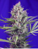Cream Mandarine Fast Version - Recibelas en 24/48 H