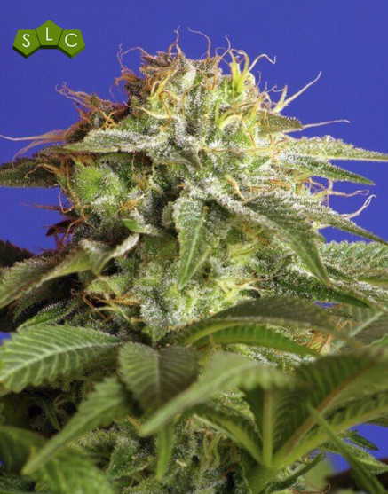 Green Poison - El Mejor Precio