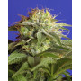 Green Poison - El Mejor Precio