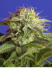 Green Poison - El Mejor Precio