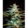 New York City Diesel de Pyramid Seeds - OFERTA