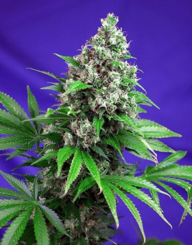 Killer Kush Fast Version - Comprar Ahora