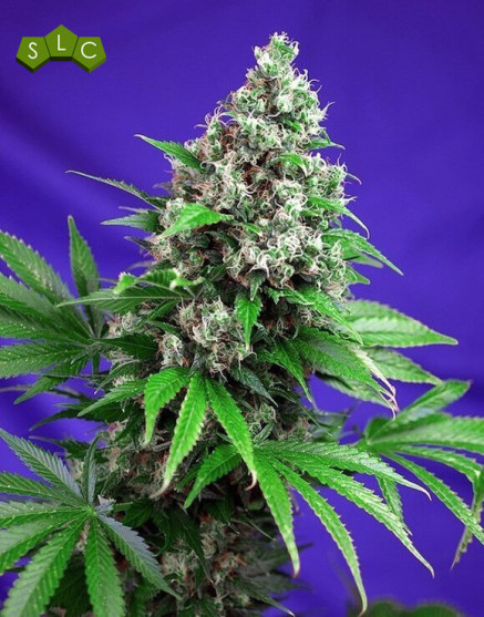Killer Kush Fast Version - Comprar Ahora