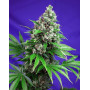 Killer Kush Fast Version - Comprar Ahora