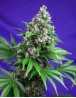 Killer Kush Fast Version - Comprar Ahora