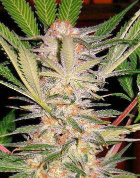 Sweet Afghani Delicious - Fast Version F1 - S.A.D 