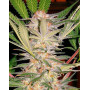 Sweet Afghani Delicious - Fast Version F1 - S.A.D 