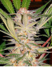 Sweet Afghani Delicious - Fast Version F1 - S.A.D 