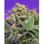 Sweet Cheese Sweet Seeds