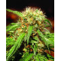 Sweet Tai - Ofertas Diarias