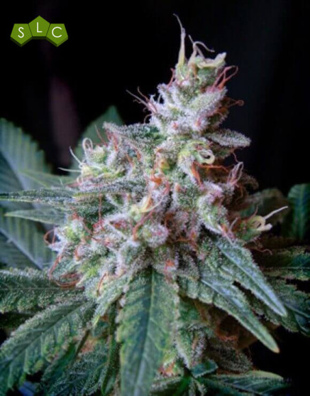 Cream Caramel Feminizada - OFERTÓN