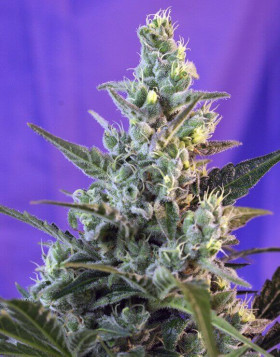 Sweet Skunk Fast Version - Comprar Ahora