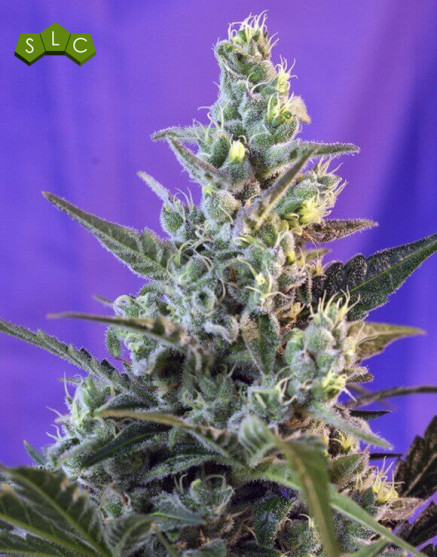 Sweet Skunk Fast Version - Comprar Ahora