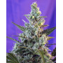 Sweet Skunk Fast Version - Comprar Ahora