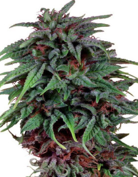 Durban Poison - Comprar al Mejor Precio - SemillasLowCost