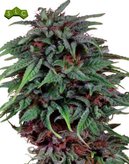 Durban Poison - Comprar al Mejor Precio - SemillasLowCost