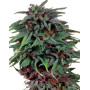 Durban Poison - Comprar al Mejor Precio - SemillasLowCost