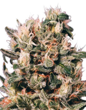 Euforia Semillas de marihuana