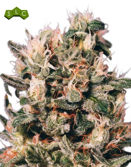 Euforia Semillas de marihuana