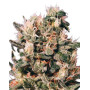 Euforia Semillas de marihuana