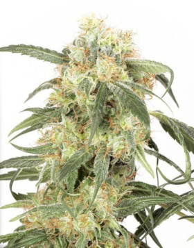 Pamir Gold - Info y Venta