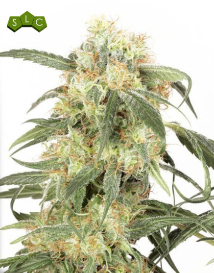 Pamir Gold - Info y Venta
