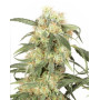 Pamir Gold - Info y Venta
