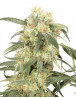 Pamir Gold - Info y Venta