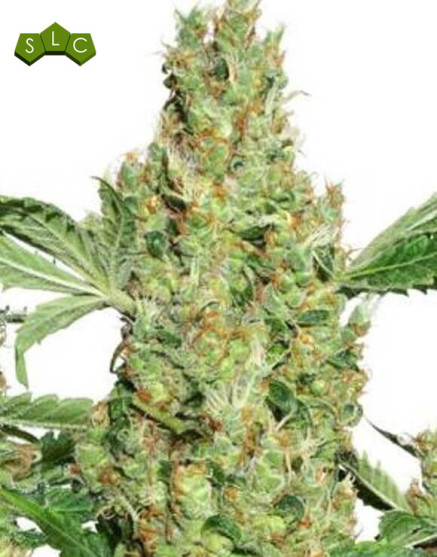 Power Plant - Regalo en Todos los Pedidos