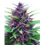 Semillas Shaman - Info y Venta
