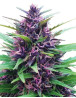 Semillas Shaman - Info y Venta