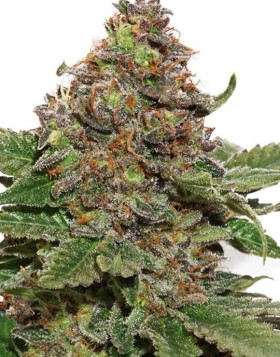 Strawberry Cough - Los Mejores Precios