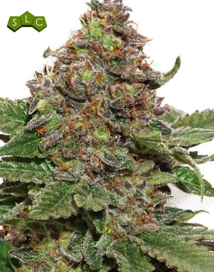 Strawberry Cough - Los Mejores Precios