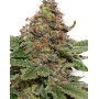 Strawberry Cough - Los Mejores Precios