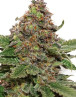 Strawberry Cough - Los Mejores Precios