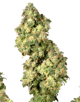 Ultra Skunk - Los Mejores Precios